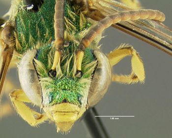Media type: image;   Entomology 606441 Aspect: head frontal view